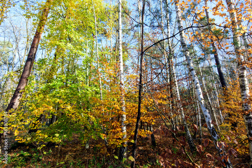 Beauty of autumn / wonderful fall colors in the forest :)