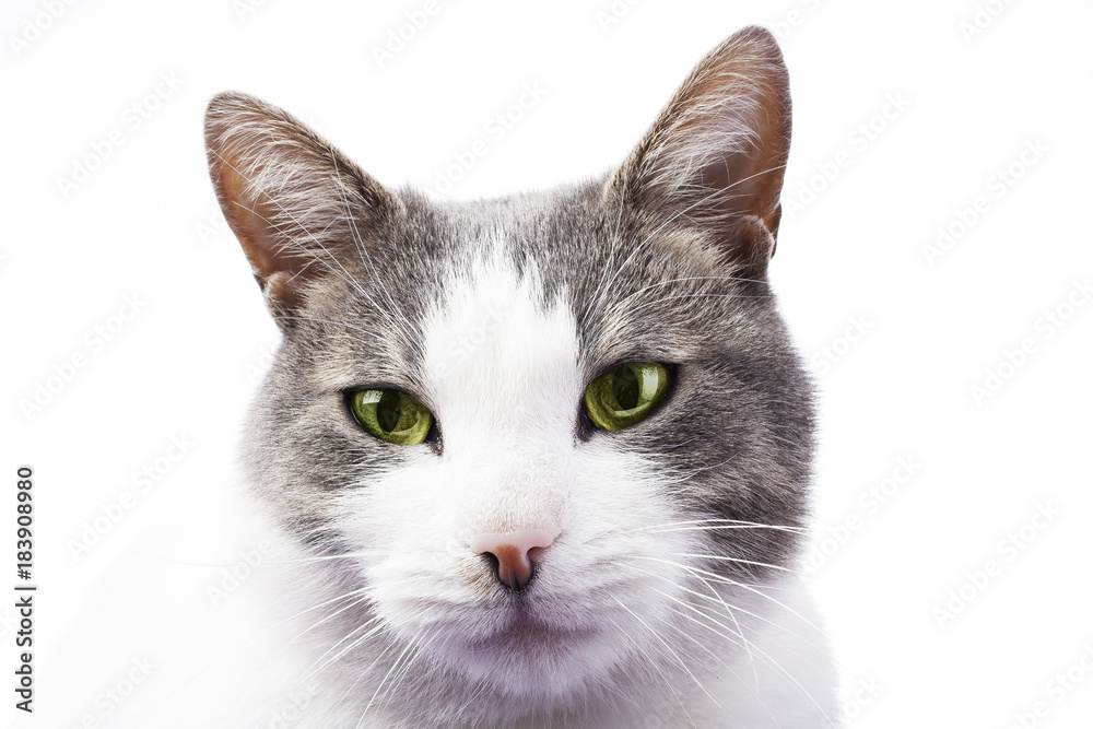 Cat with green eyes. Beautiful stunning domestic cat with green eyes. Ad banner commercial or for any concept. Cat on isolated white studio background. Cute kitten. Cat with green eyes. Beautiful stunning domestic cat with green eyes. Ad banner commercial or for any concept. Cat on isolated white studio background. Cute kitten.