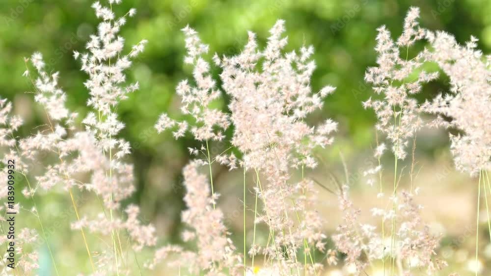 A field of grass with blowing wind 4K A field of grass with blowing wind 4K