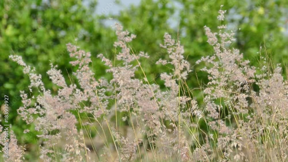 A field of grass with blowing wind 4K A field of grass with blowing wind 4K