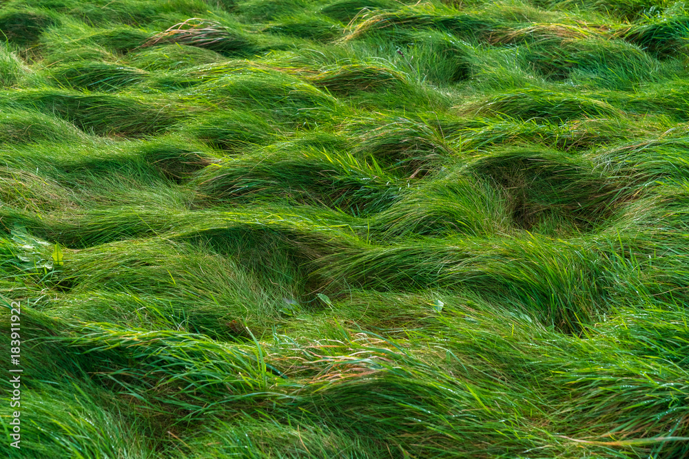 wet grass texture wet grass texture