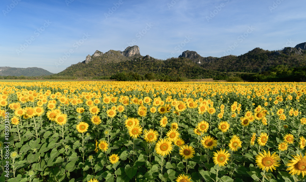 beautiful sunflower fields with mountain background