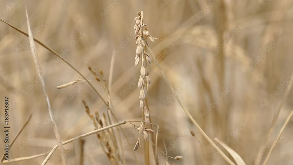 Rice with drought 4K Rice with drought 4K