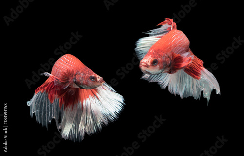 Motion of Beautiful red with white siamese fighting fish,