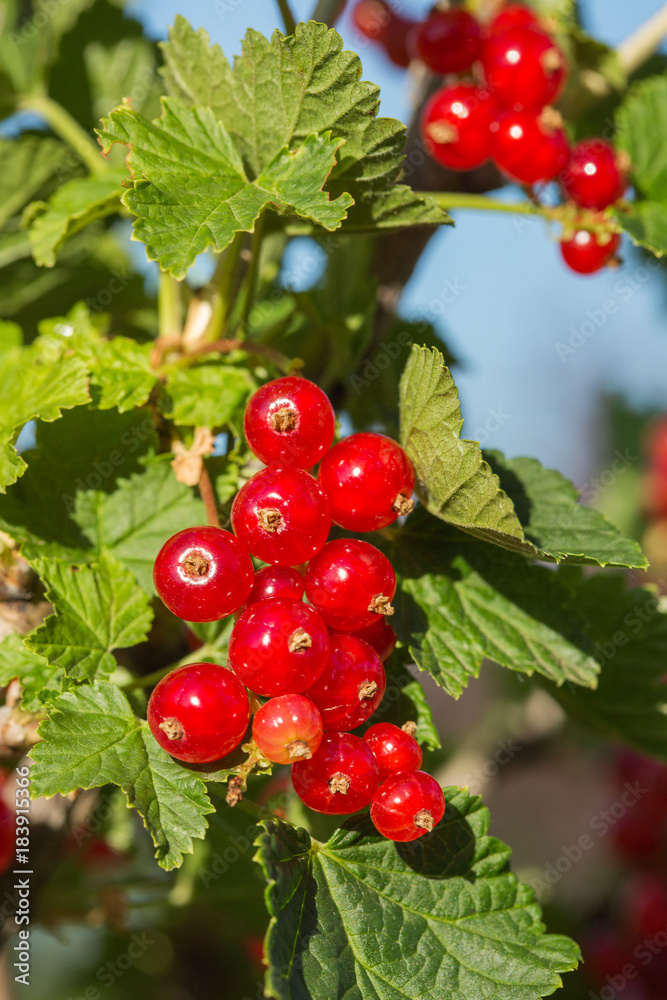 bush of red currant in a garden bush of red currant in a garden