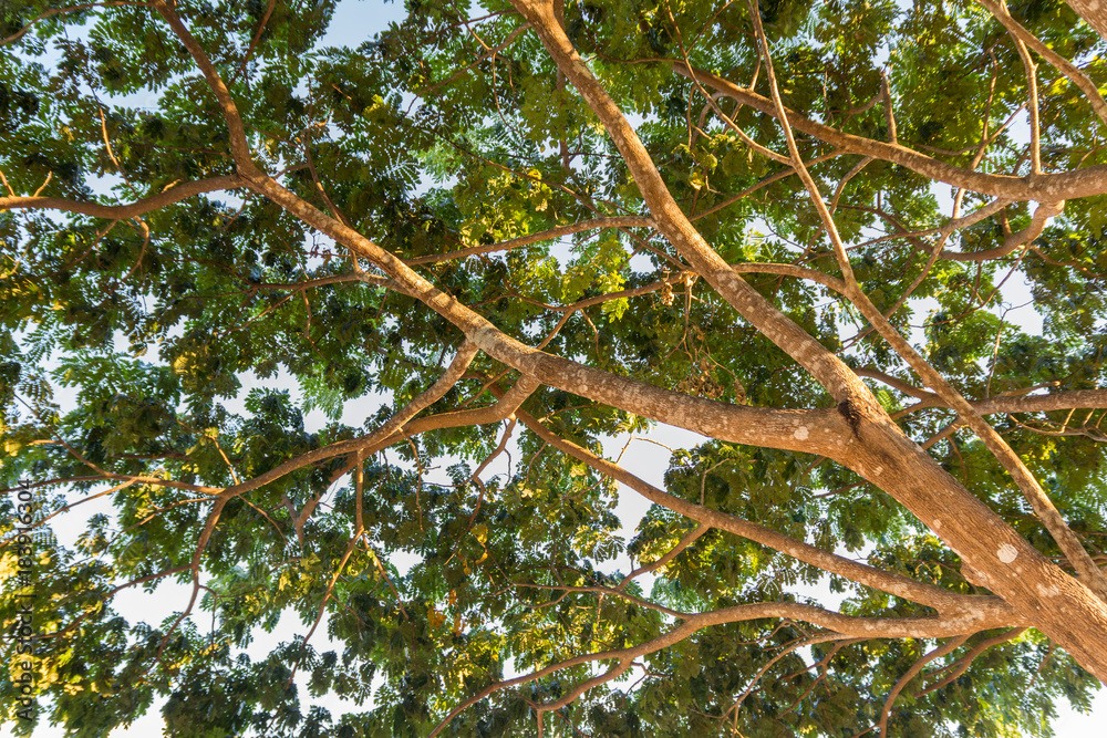 Tree and green leaves on clear sky background. Tree and green leaves on clear sky background.