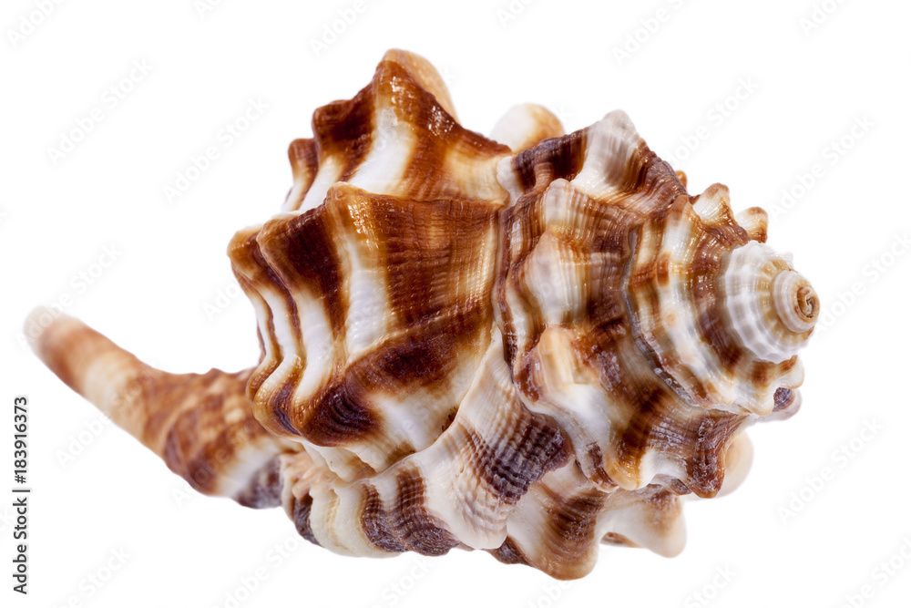 Single sea shell of horse conch isolated on white background Single sea shell of horse conch isolated on white background