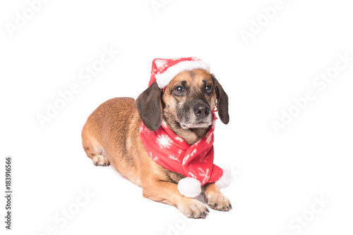 Dog in a christmas hat isolated on white © SasaStock