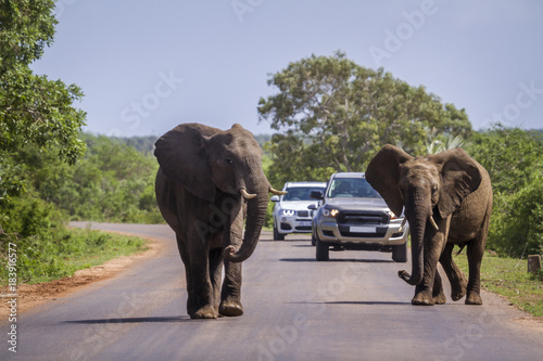 African bush elephant in Kruger National park, South Africa