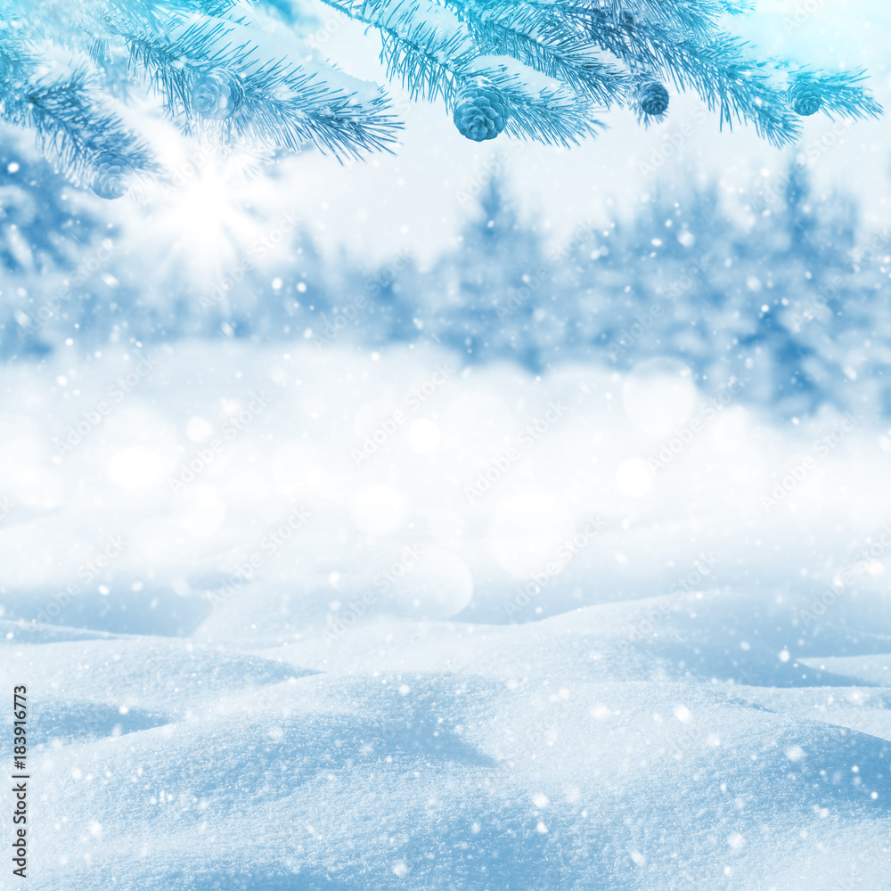 Winter bright background. Christmas landscape with snowdrifts and pine branches in the frost.