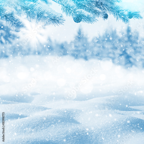 Winter bright background. Christmas landscape with snowdrifts and pine branches in the frost.