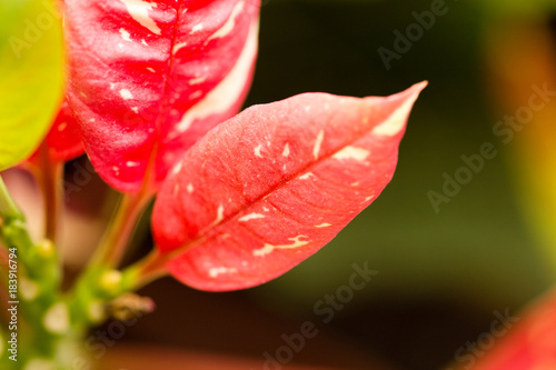 Decorative red leaves on a plant