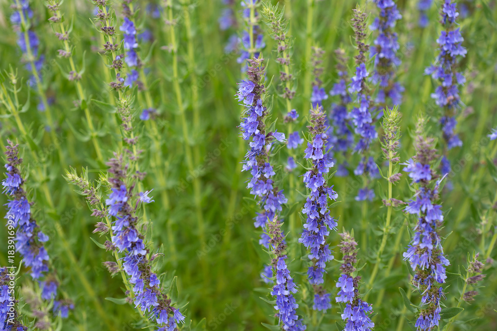 Fototapeta premium Flowers of Hyssopus officinalis