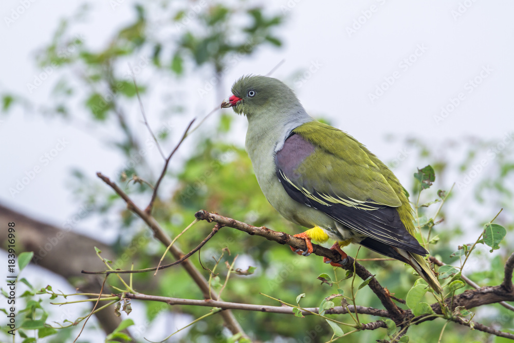 African Green-Pigeon in Kruger National park, South Africa African Green-Pigeon in Kruger National park, South Africa
