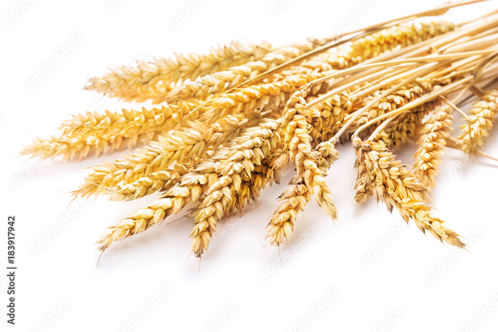 Wheat ears isolated on white background Wheat ears isolated on white background