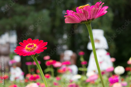 Fototapeta Naklejka Na Ścianę i Meble -  Close up of red Zinnia flower in garden or park. Blurred color background.