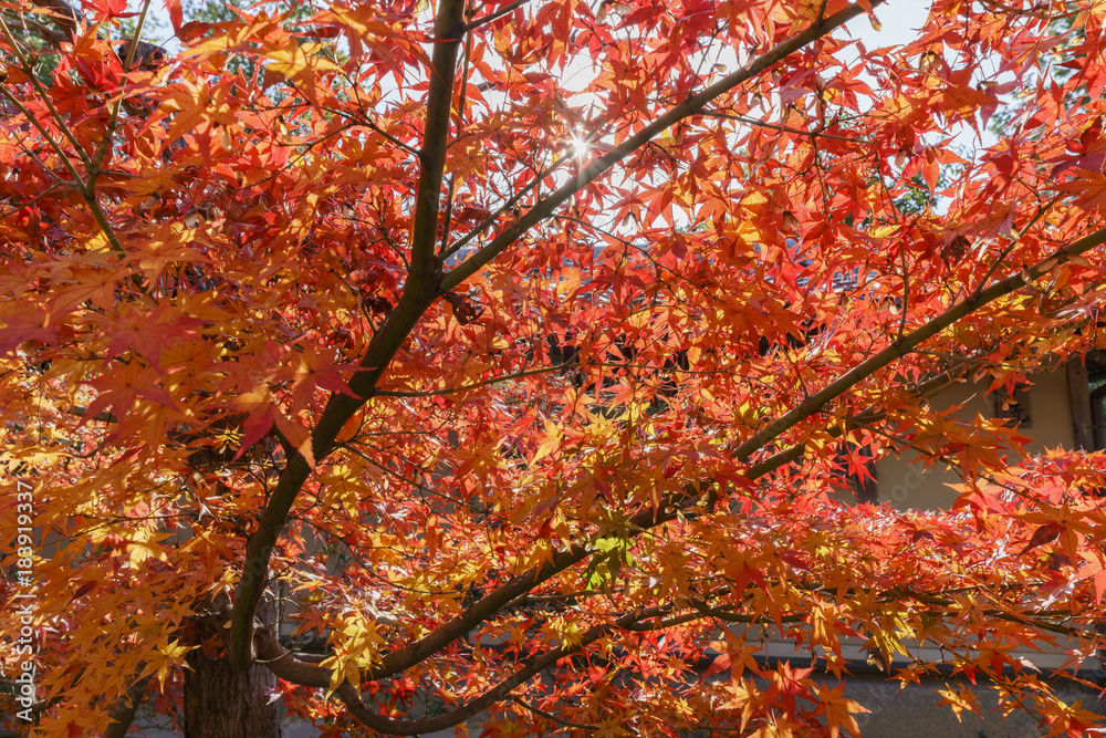 Beautiful fall color of Komyo-ji
