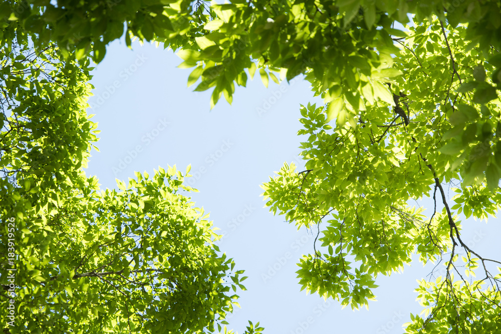 Summer Maple Leaves. Green leaves against a bright blue sky. Summer Maple Leaves. Green leaves against a bright blue sky.