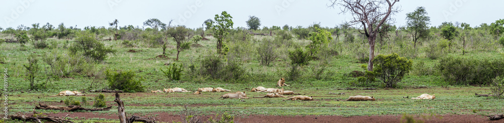 African lion in Kruger National park, South Africa African lion in Kruger National park, South Africa