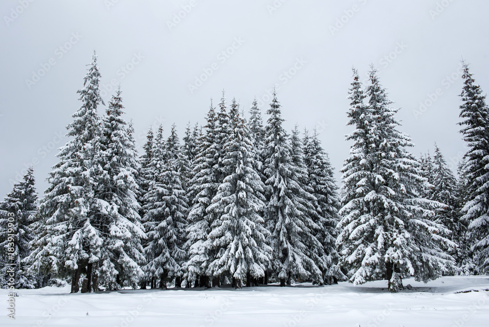Winter fir trees in the mountains covered with snow