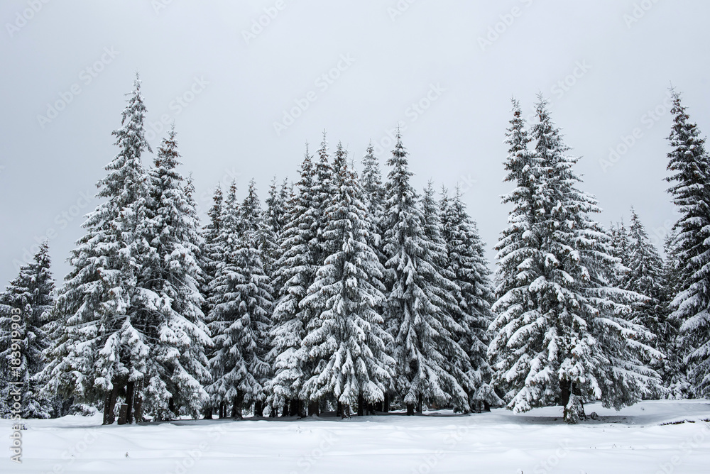 Winter fir trees in the mountains covered with snow Winter fir trees in the mountains covered with snow