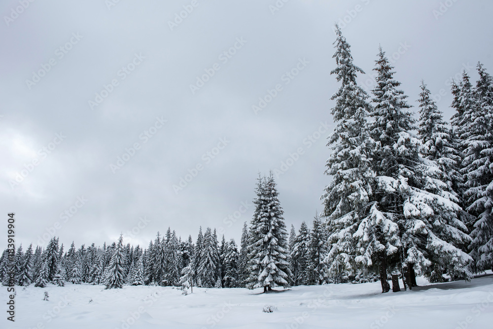 Fototapeta premium Winter fir trees in the mountains covered with snow