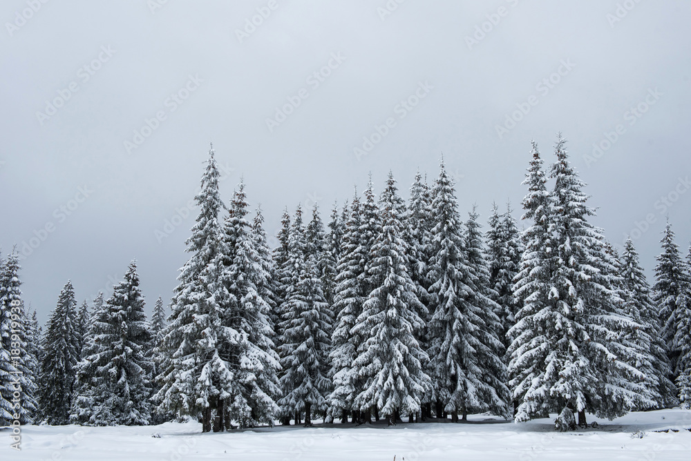 Christmas background of snowy winter landscape