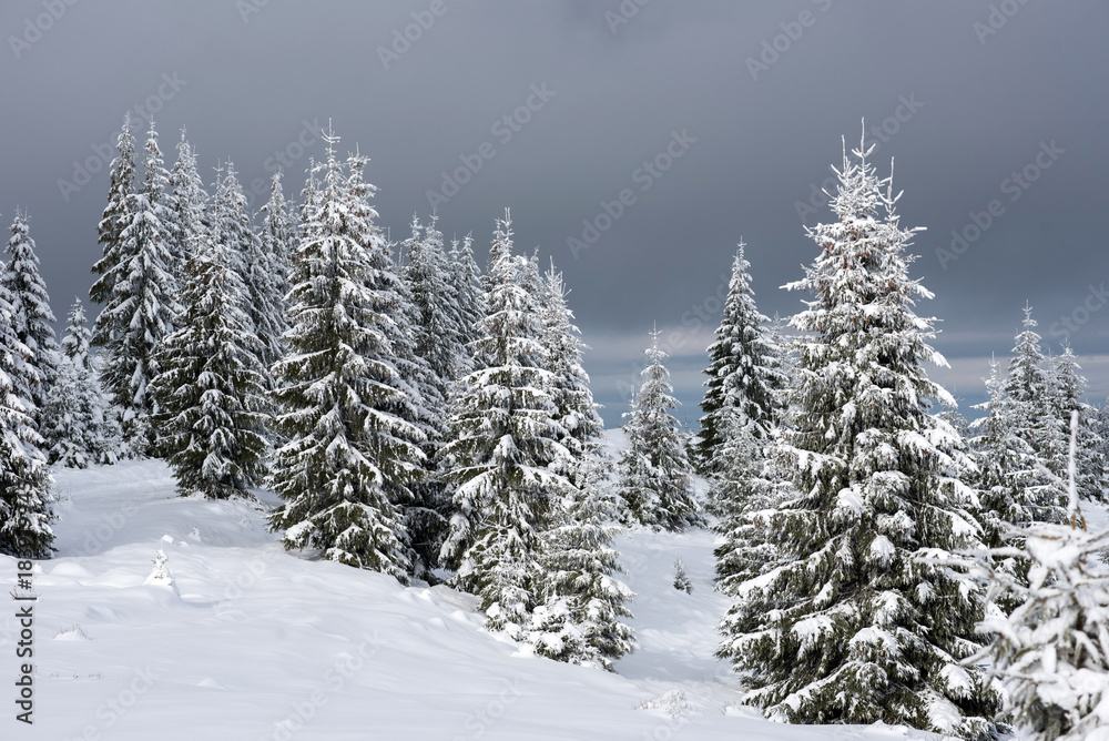 Winter panorama with snow covered trees Winter panorama with snow covered trees