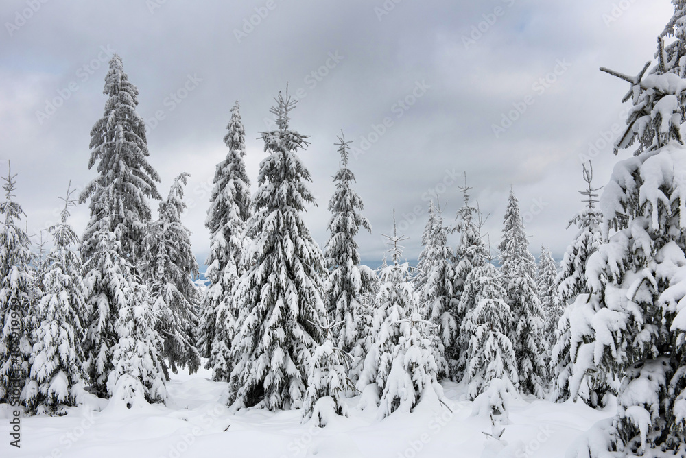 Fototapeta premium Magical snow covered fir trees in the mountains