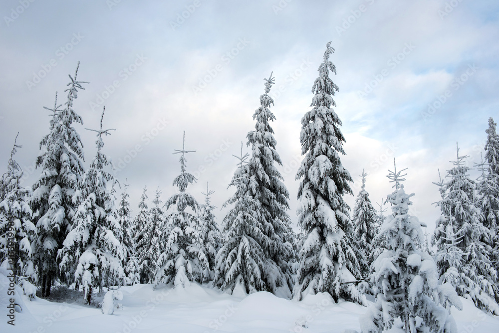 Fototapeta premium Winter trees covered by snow in the mountains