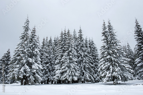 Winter fir trees in the mountains covered with snow © salajean