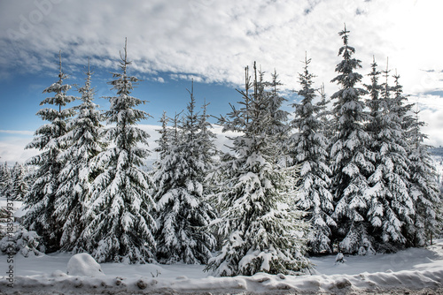 Christmas background of snowy winter landscape