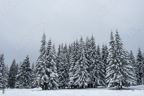 Christmas background of snowy winter landscape