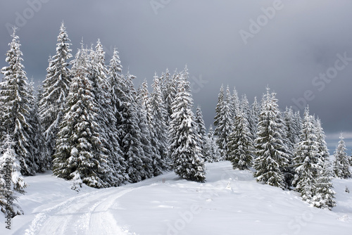 Winter panorama with snow covered trees © salajean