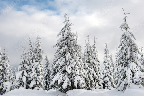 Winter trees covered by snow in the mountains