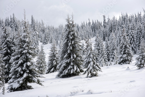 Winter panorama with snow covered trees © salajean