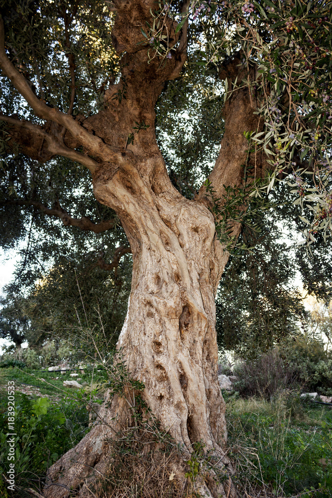 Greece, Peloponnese, Messinia, Kalamata, olive grove, aged olive tree.