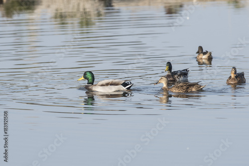 Patos