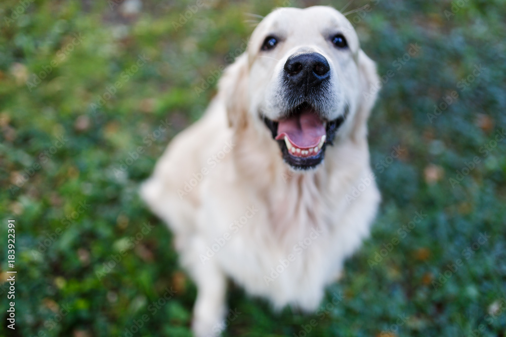 Portrait of golden retriever on walking Portrait of golden retriever on walking