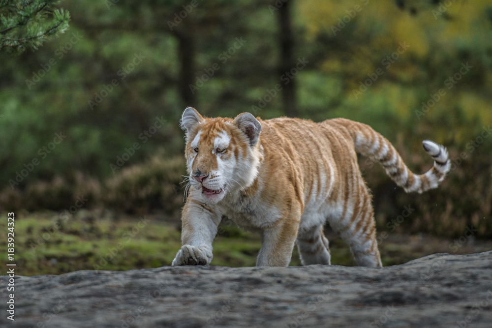 Obraz premium Bengal tiger (Panthera tigris tigris)