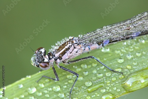 Variable damselfly or bluet photo