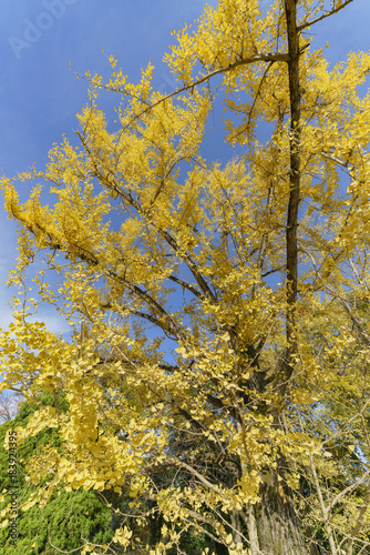 Beautiful fall color of Kyoto Botanical Garden