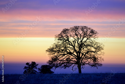 Beautiful tree silhouette. Landscape and sky.