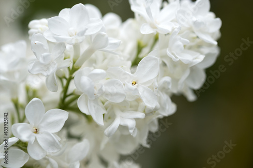 White Elder Flowers