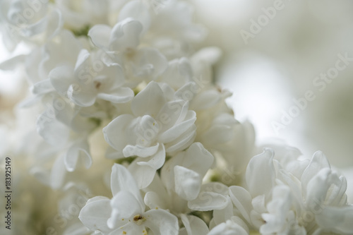 White Elder Flowers