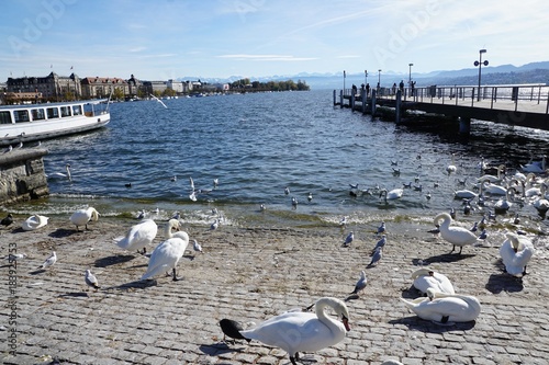 Zürichsee in Zürich in der Schweiz am Bürkliplatz in der Nähe von Bellevue und Opernplatz