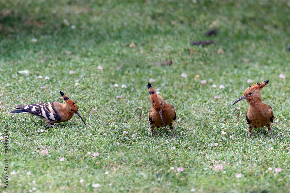 Fototapeta premium African Hoopoe