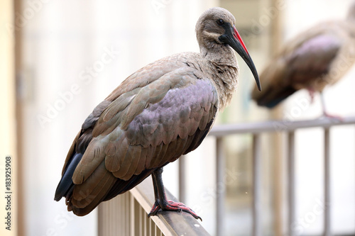 Hadeda Ibis