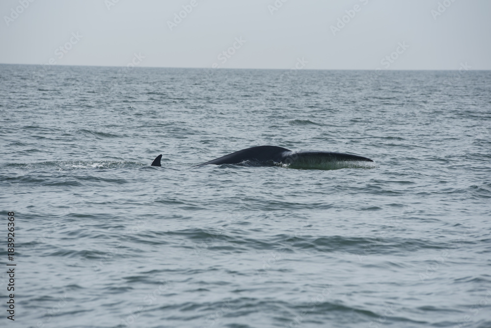 Obraz premium Bryde's whale, Whale in gulf of Thailand..