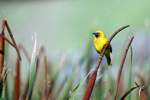 Cape Weaver